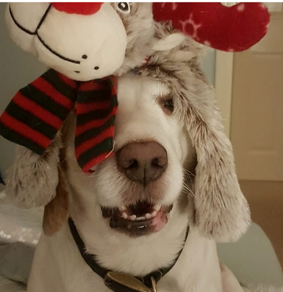 Christmas dog of the month: Share your festive dog photos & win a £100 prize bundle!