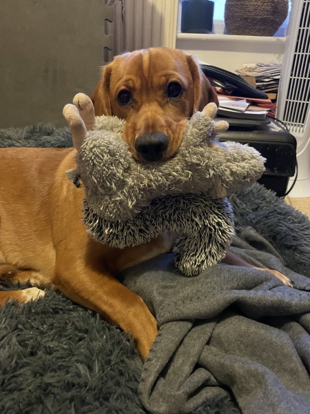 Adolescent Dog Survival Thread - Bark the Herald, furry angels sing!