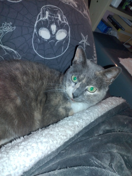 Tinsel, Glitter and Baubles - the Excellent Cats prepare to knock Everything off your Christmas Tree