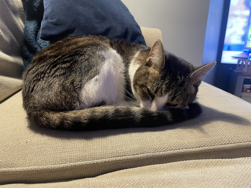 This is my bed, this is not my cat
