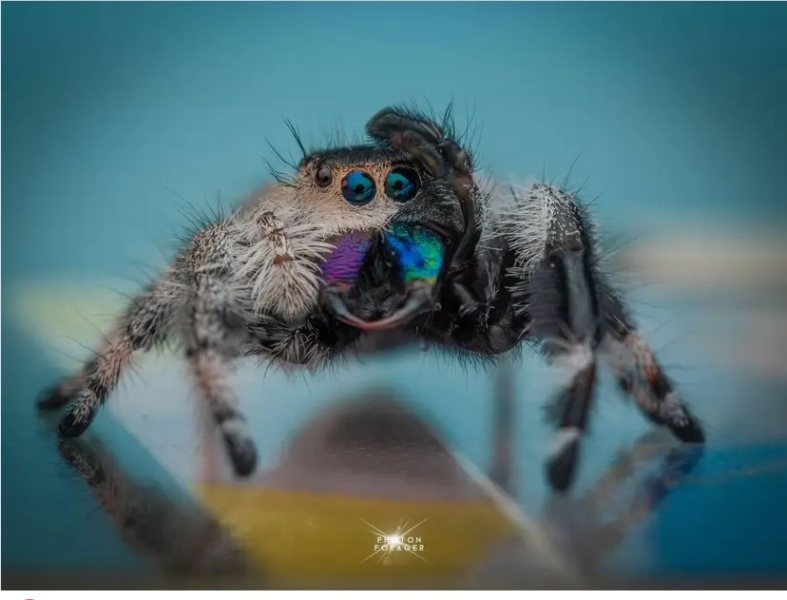 A beautiful, if unusual spider picture (obviously there is photos of said spider in post)
