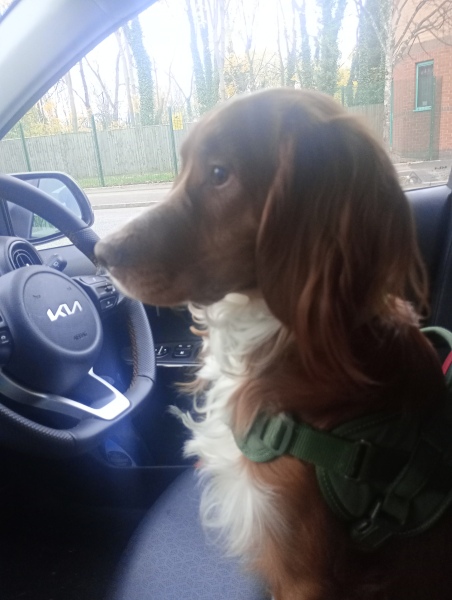 Adolescent Dog Survival Thread - Bark the Herald, furry angels sing!