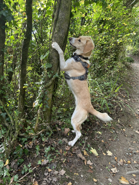Guess my dog's appearance and behaviour based on his DNA results