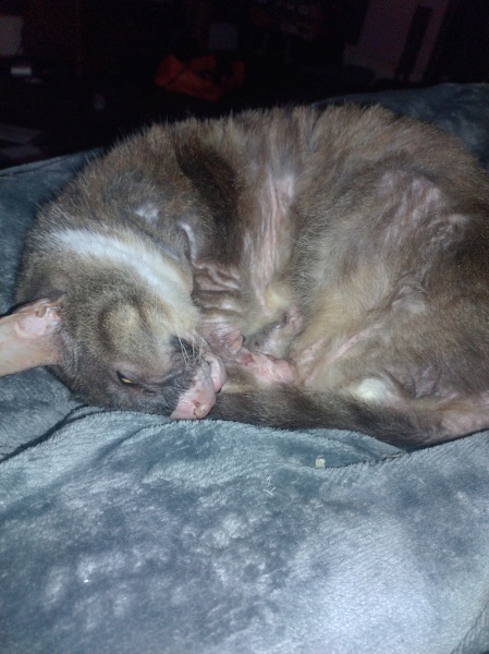 Tinsel, Glitter and Baubles - the Excellent Cats prepare to knock Everything off your Christmas Tree