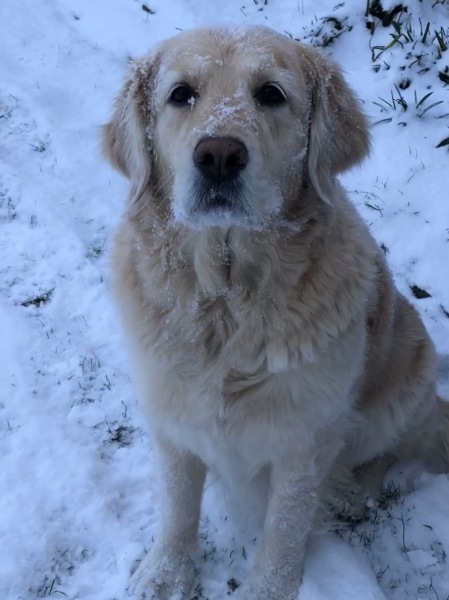 Christmas dog of the month: Share your festive dog photos & win a £100 prize bundle!