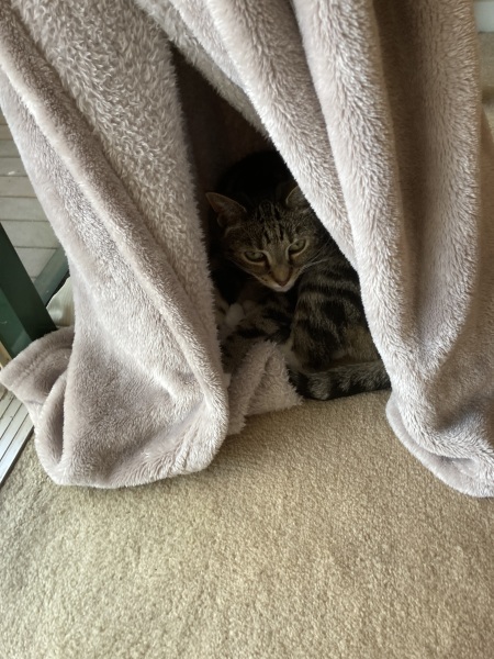 Ring Out, Wild Bells! As 2025 approaches, the Excellent Cats raise their game with a discussion on Tennyson's poetry