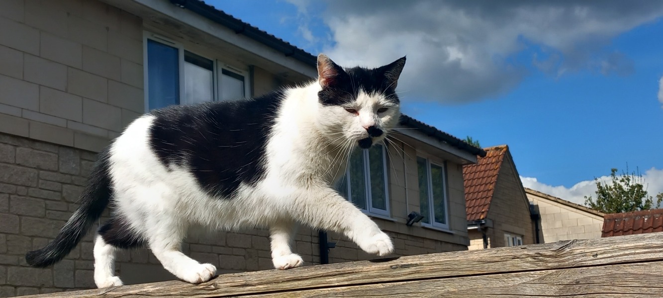 Tinsel, Glitter and Baubles - the Excellent Cats prepare to knock Everything off your Christmas Tree
