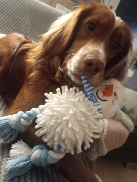 Adolescent Dog Survival Thread - Bark the Herald, furry angels sing!