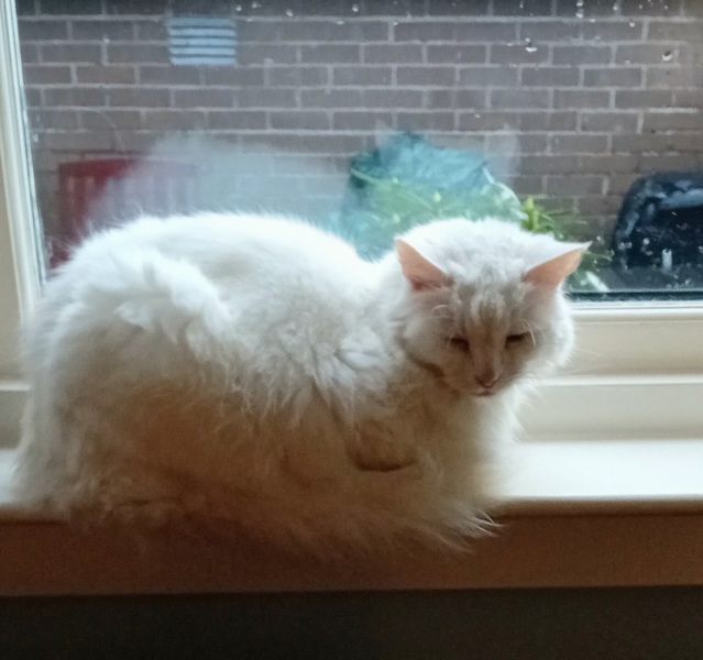 Tinsel, Glitter and Baubles - the Excellent Cats prepare to knock Everything off your Christmas Tree