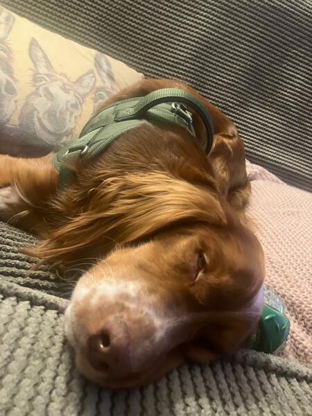 Adolescent Dog Survival Thread - Bark the Herald, furry angels sing!