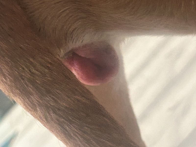 Dog vulva red and swollen