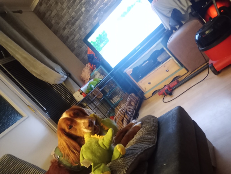 Adolescent Dog Survival Thread - Bark the Herald, furry angels sing!