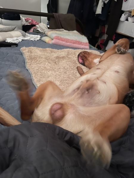Adolescent Dog Survival Thread - Bark the Herald, furry angels sing!