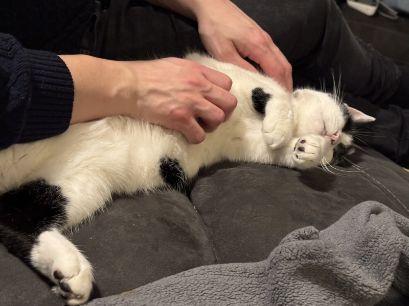 Tinsel, Glitter and Baubles - the Excellent Cats prepare to knock Everything off your Christmas Tree