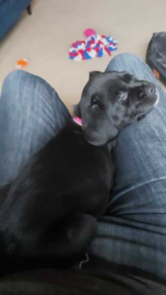 Puppy Survival Thread for New and Old Pups - here comes winter 2024