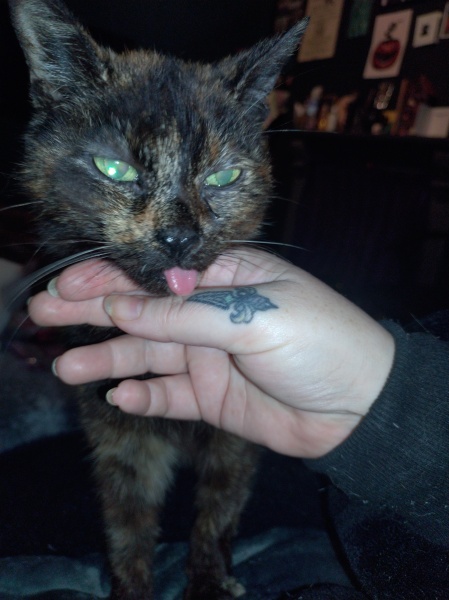 Tinsel, Glitter and Baubles - the Excellent Cats prepare to knock Everything off your Christmas Tree