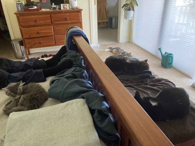 Tinsel, Glitter and Baubles - the Excellent Cats prepare to knock Everything off your Christmas Tree