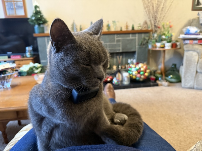 Tinsel, Glitter and Baubles - the Excellent Cats prepare to knock Everything off your Christmas Tree