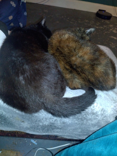 Ring Out, Wild Bells! As 2025 approaches, the Excellent Cats raise their game with a discussion on Tennyson's poetry