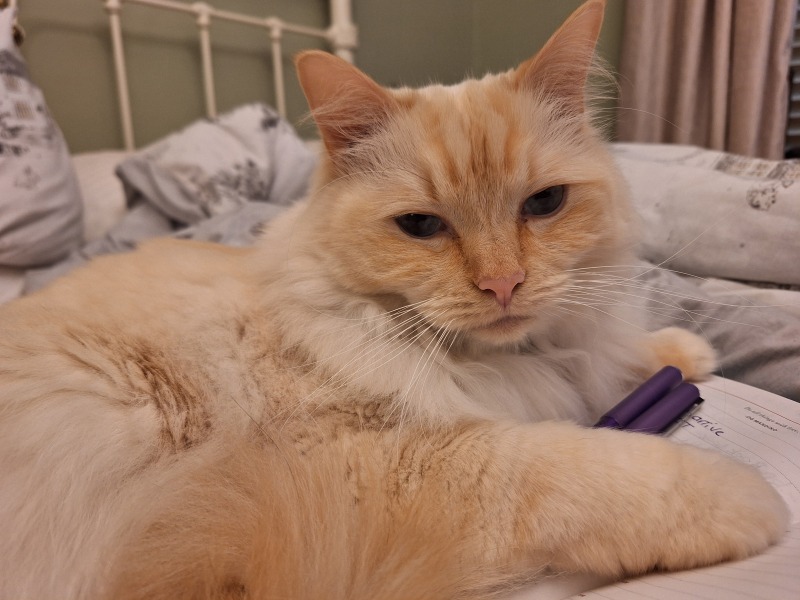 The Nigel Slater Christmas Chronicles Readalong 2024 Part 2