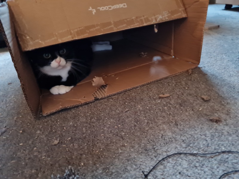What perfectly ordinary places have you found your cat?