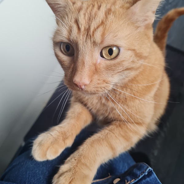 Can I see pictures of your pets?