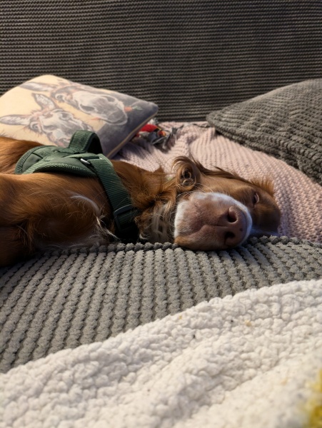Adolescent Dog Survival Thread - Bark the Herald, furry angels sing!