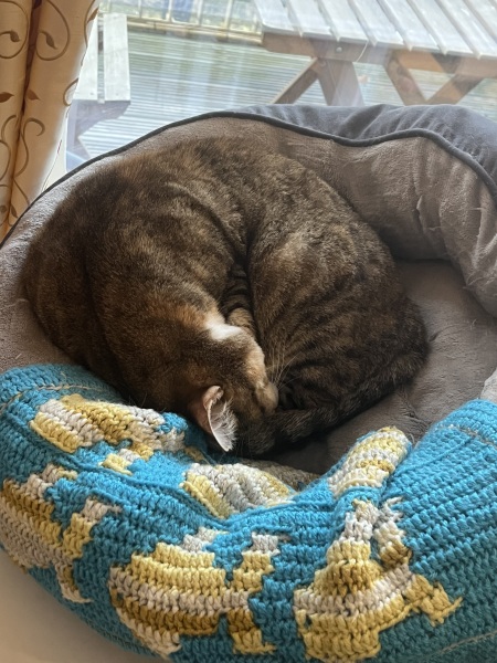 Tinsel, Glitter and Baubles - the Excellent Cats prepare to knock Everything off your Christmas Tree