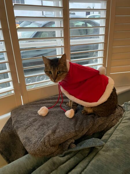 Tinsel, Glitter and Baubles - the Excellent Cats prepare to knock Everything off your Christmas Tree