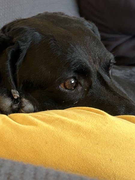 To look at a dog or not