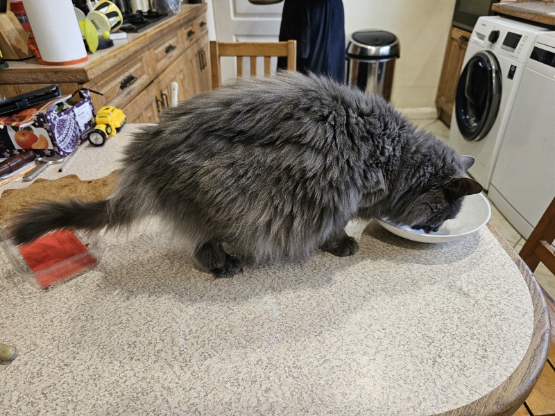 Tinsel, Glitter and Baubles - the Excellent Cats prepare to knock Everything off your Christmas Tree