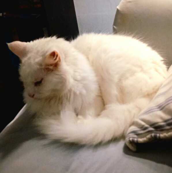 Tinsel, Glitter and Baubles - the Excellent Cats prepare to knock Everything off your Christmas Tree