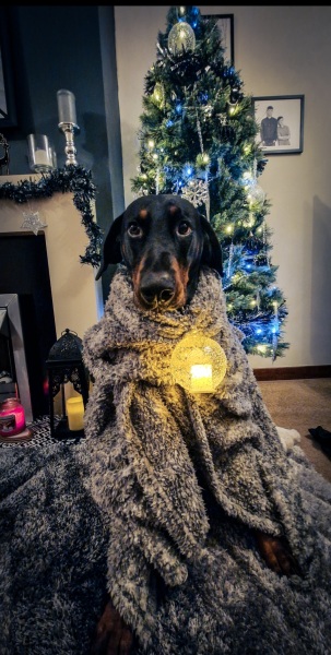 Christmas dog of the month: Share your festive dog photos & win a £100 prize bundle!