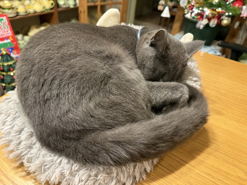 Tinsel, Glitter and Baubles - the Excellent Cats prepare to knock Everything off your Christmas Tree