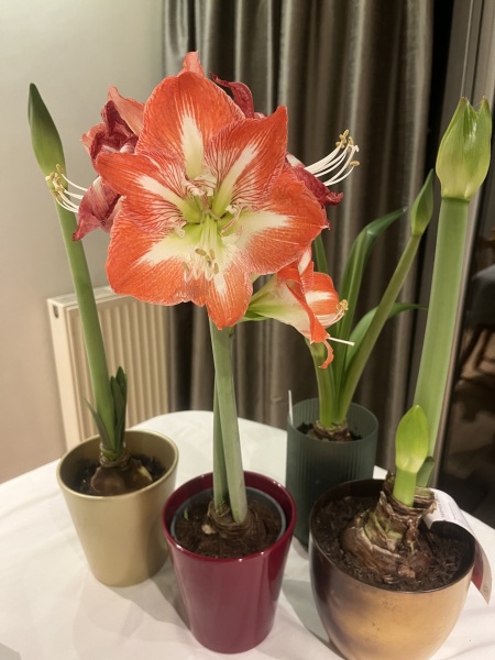 Amaryllis