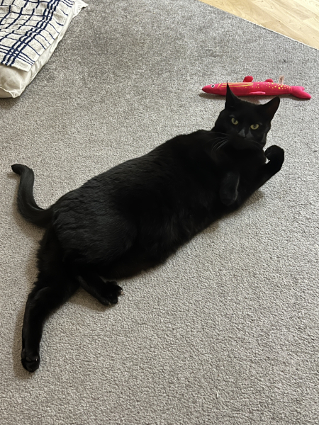 🎄🎄The official Christmas Fridge Thread🎄🎄