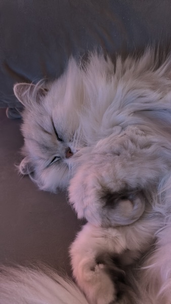 2 year old indoor cat unwell