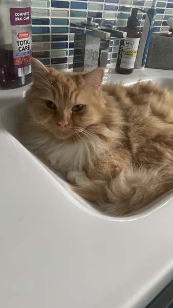 What perfectly ordinary places have you found your cat?