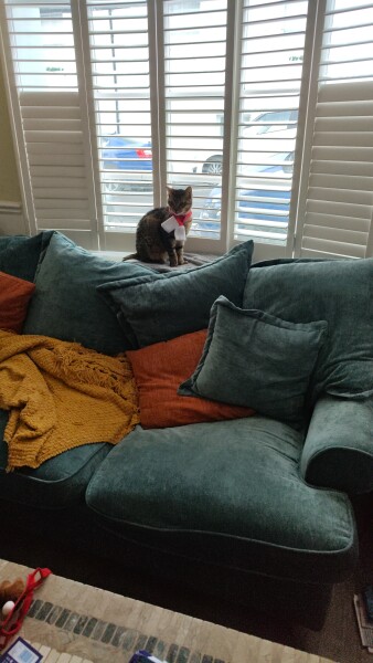 Tinsel, Glitter and Baubles - the Excellent Cats prepare to knock Everything off your Christmas Tree