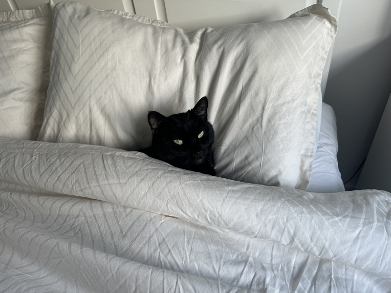 This is my bed, this is not my cat