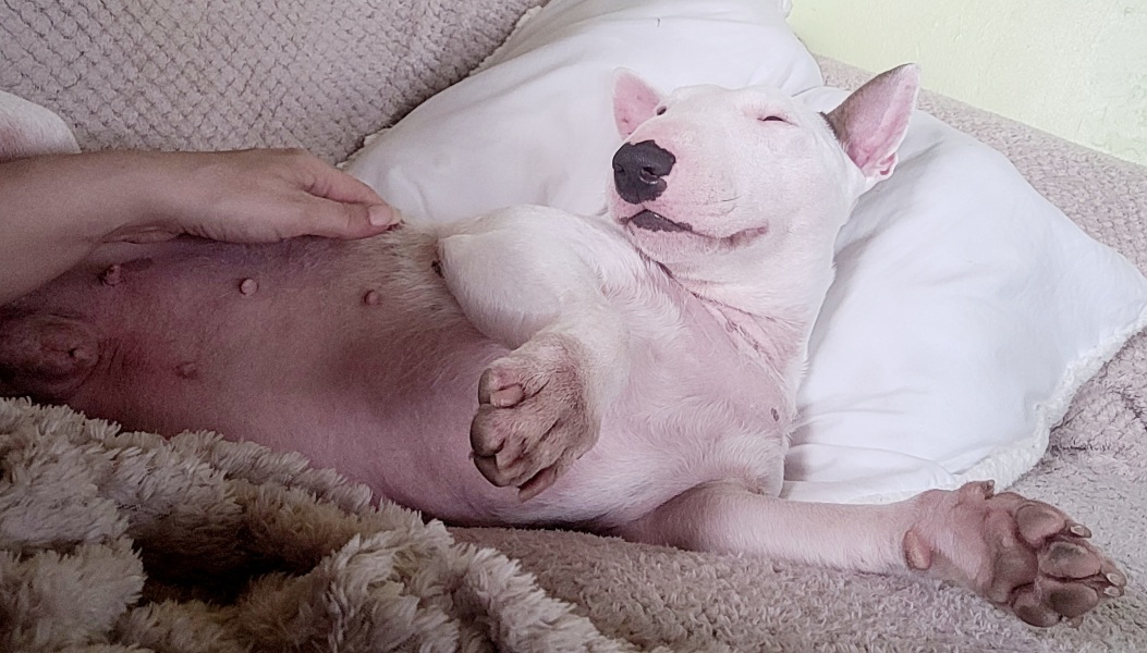 This bloody dog will be the death of me