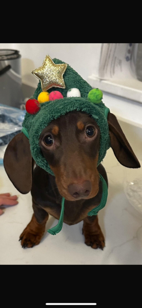 The Nigel Slater Christmas Chronicles Readalong 2024 Part 3