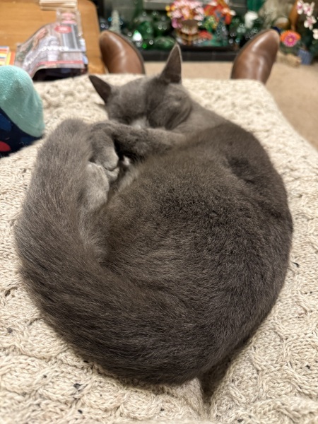 Tinsel, Glitter and Baubles - the Excellent Cats prepare to knock Everything off your Christmas Tree