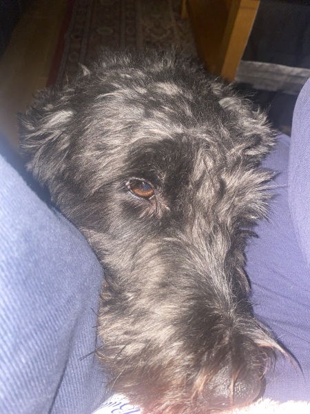 It's a bloody dog!