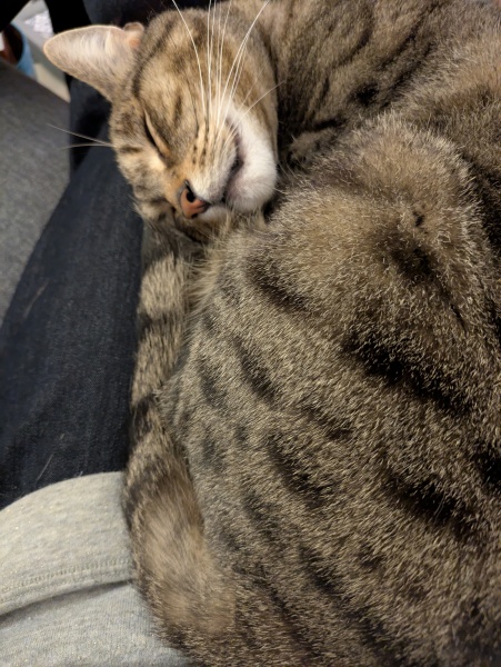"Sludgy" bladder - anyone else's cat had this?