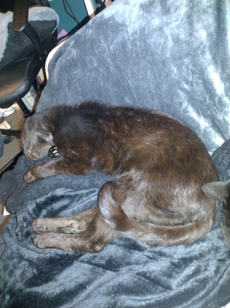 Tinsel, Glitter and Baubles - the Excellent Cats prepare to knock Everything off your Christmas Tree