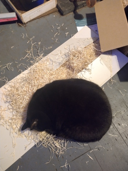 Tinsel, Glitter and Baubles - the Excellent Cats prepare to knock Everything off your Christmas Tree