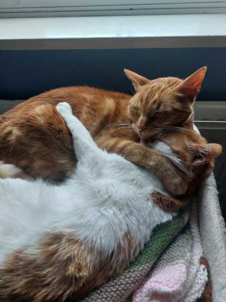 Thread 13 Starmer - facts are for lefties