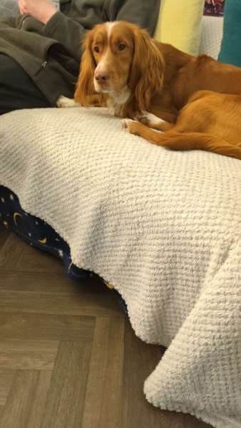 Adolescent Dog Survival Thread - Bark the Herald, furry angels sing!