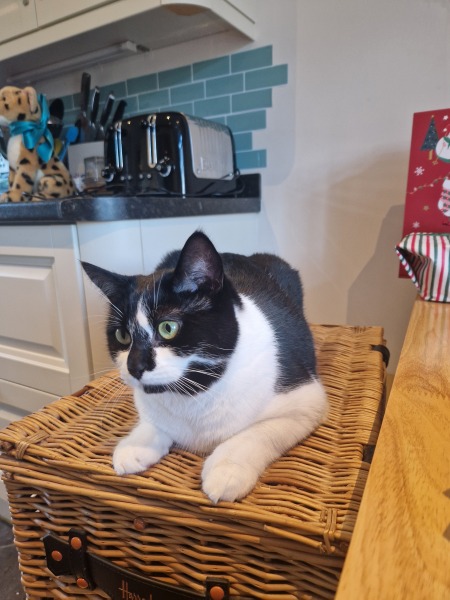 Cat just ate string (should I be worried?)
